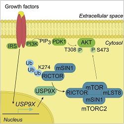 Read more at: A new mechanism for a key signalling pathway
