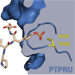 Read more at: Novel regulatory mechanism for protein tyrosine phosphatase PTPRU