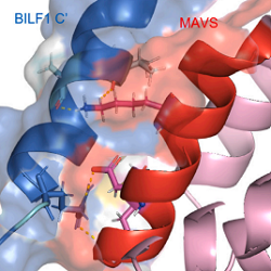 AlphaFold multimer model highlighting the predicted BILF1 and MAVS interaction domain and residues.